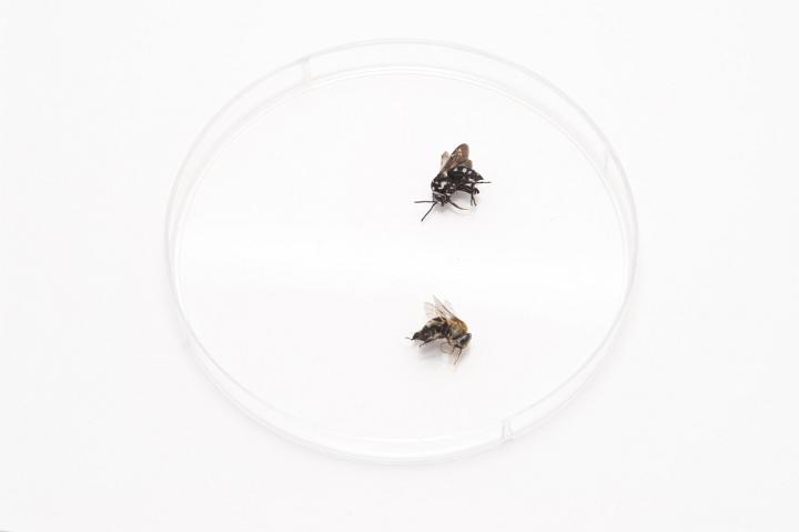 Examination Analysis Concept - Close up Dead Flies on a Laboratory Petri Dish Isolated on White Background.