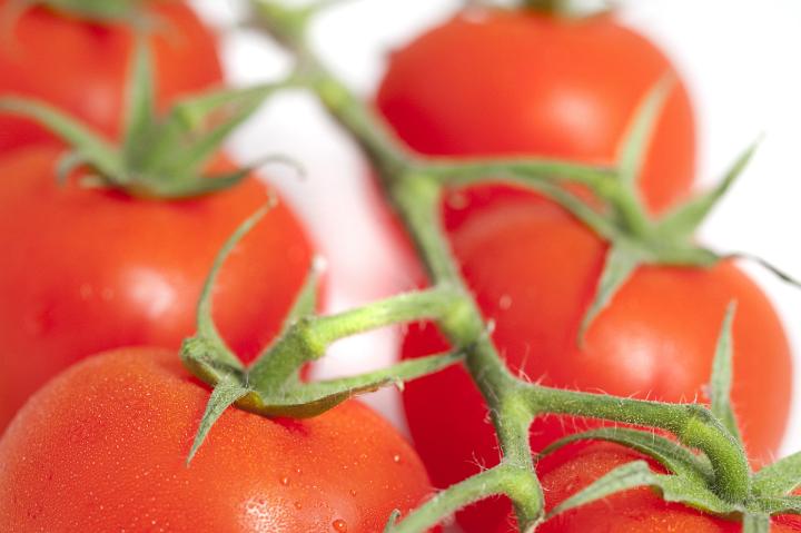 Fresh ripe red cherry tomatoes attached to the vine on a white background, close up view with shallow dof