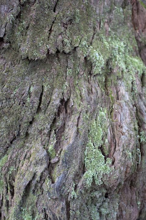 close up on rotten bark and wood of a tree