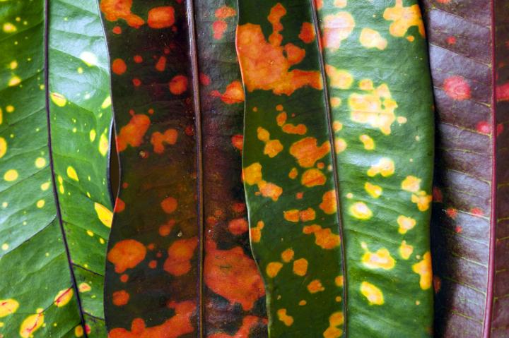 Close up background texture of fresh croton leaves with a colorful variegated green, yellow and orange pattern , full frame