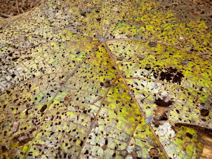 Nature Detail of Leaf Filled with Holes from Being Eaten by Insect Pests