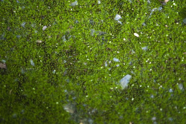 Full frame lush green moss background texture growing on the ground, overhead view