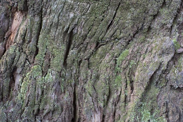 grungy texture of the bark on a gnarled crinkled old tree
