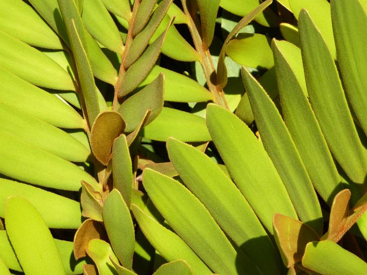 Nature Detail of Green Plant with Large Smooth Leaves