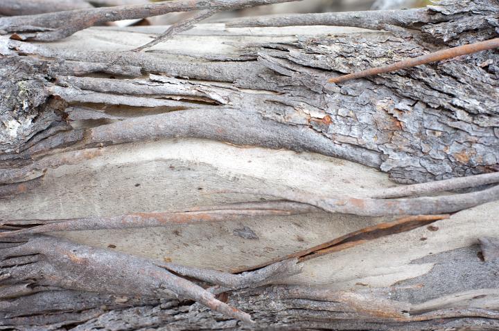 Old dried bark on a tree trunk showing where the fronds have become detached and fallen, closeup background texture