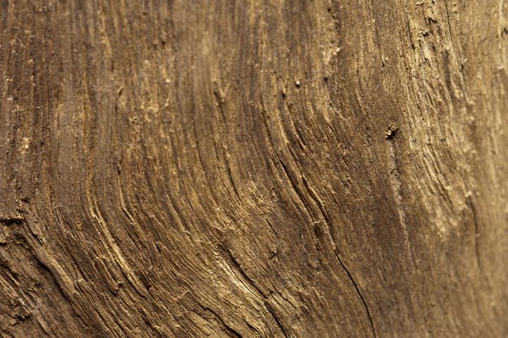 Background texture of rough weathered natural wood with a fiber like surface pattern