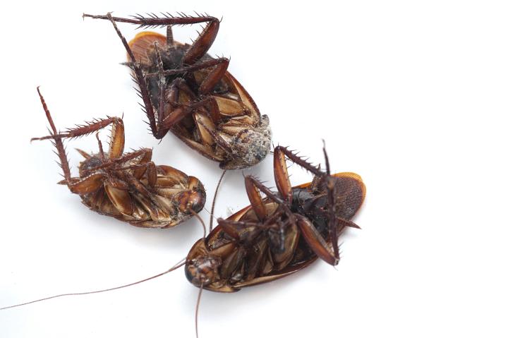 Three dead cockroaches lying upside down on a white background with copyspace, a common household pest