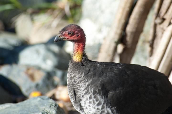 Close Up Profile Portrait of Australian Brushturkey or Bush Turkey with Red Head