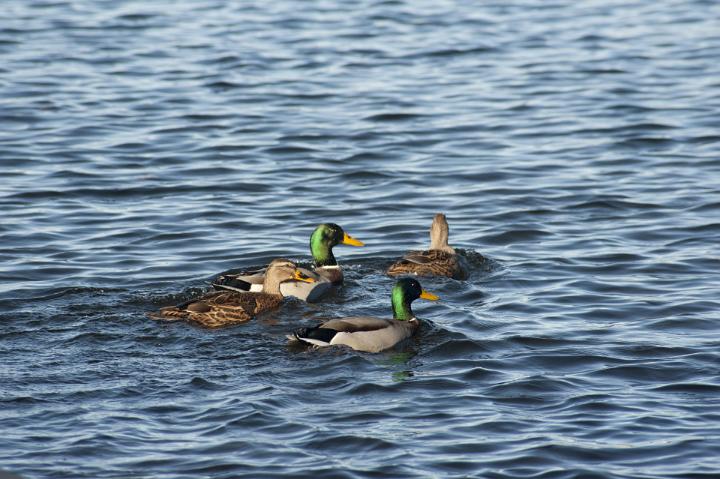 Two pairs of swimming Mallard ducks with the distinctive green head plumage of the male, with copyspace