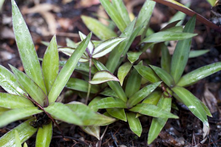 Dwarf rhoeo decorative plants with green leaves grown in a garden, close-up
