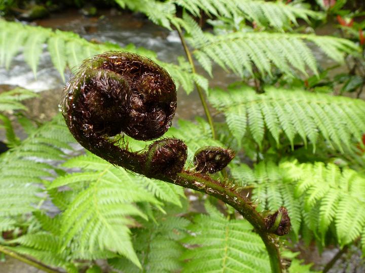 New fern frond of the sword fern growing outdoors in the garden unfurling in spring , close up view