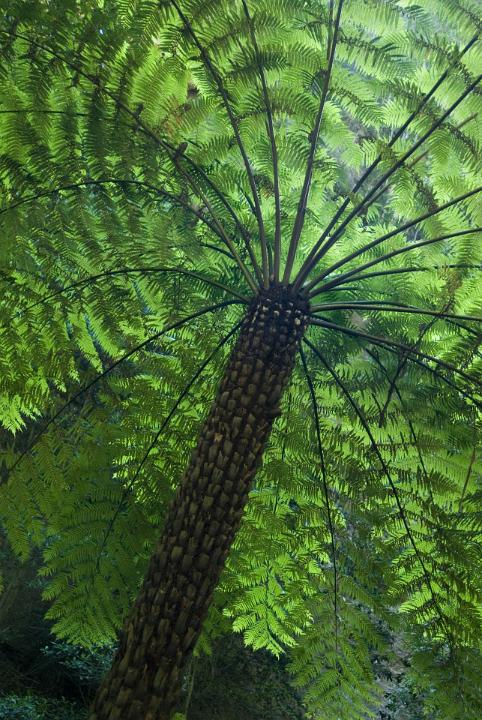Fern tree canopy with its decorative natural pattern of radiating green fronds viewed from below