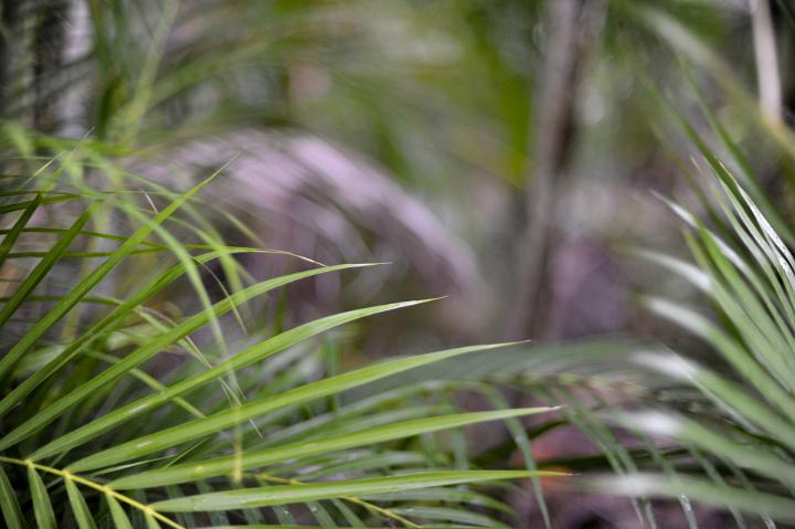 Close Up of Tropical Ferns Growing Outdoors in Garden with Selective Focus and Blurred Background