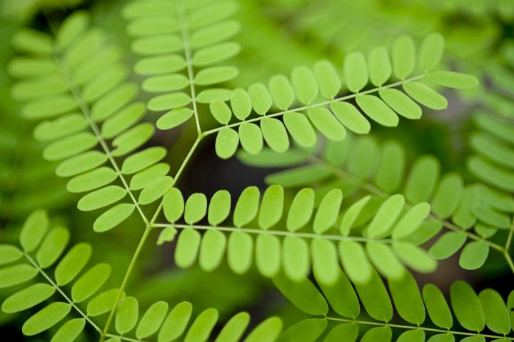 Closeup background texture photo of green plant fronds