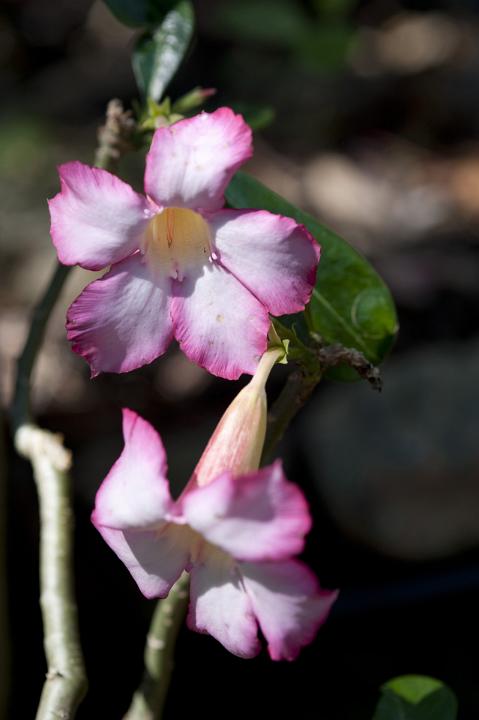 Close Up of Beautiful Pink Flower Blossoms Growing in Bright Sunlight