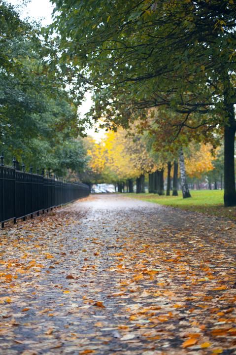 Deserted footpath in an autumn park strewn with colorful fallen leaves, low angle view