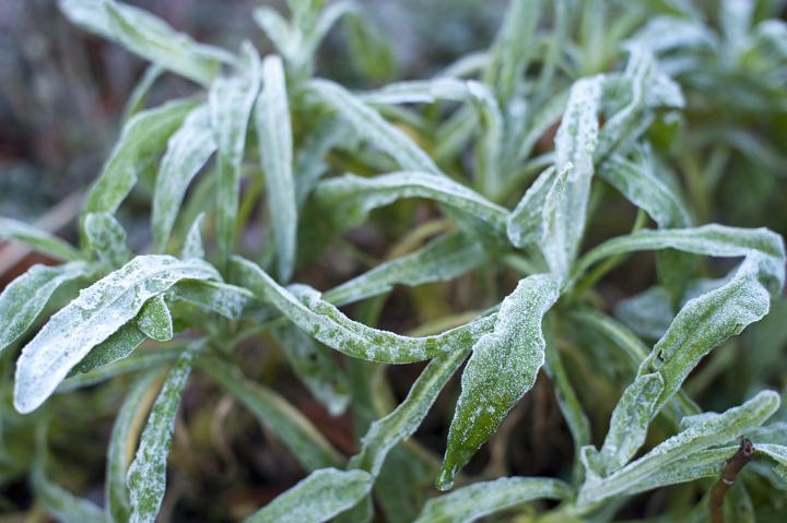 Frozen plant in winter with its leaves covered in frost in a seasonal and weather background