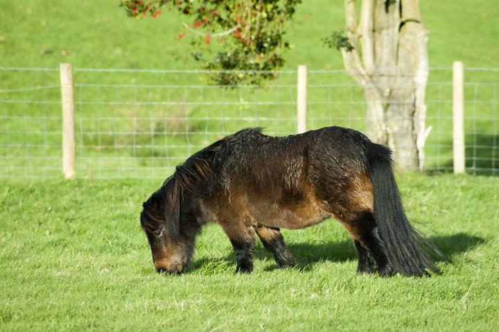 Black Pony Grazing Alone ina field with a Fence in the background