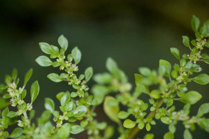 closeup on fine details of the leaves on a ground cover plant