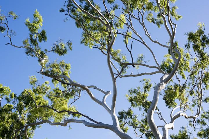 The vibrant green leaves and branches of a gum tree sway in the wind under a clear blue sky.