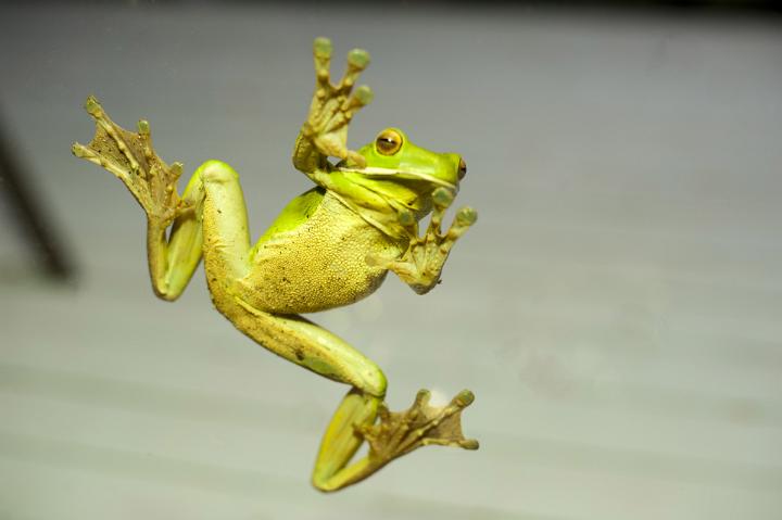 Close-up of green frog sitting stuck to glass