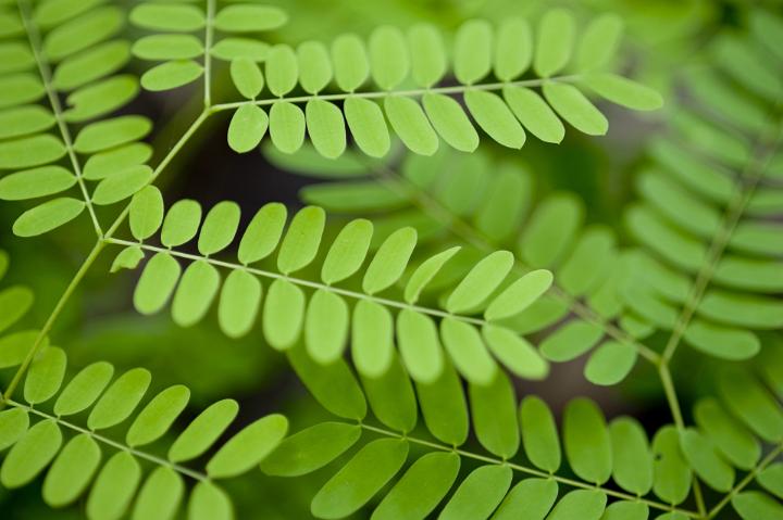 a background of delicate green leaves on a fern type plant