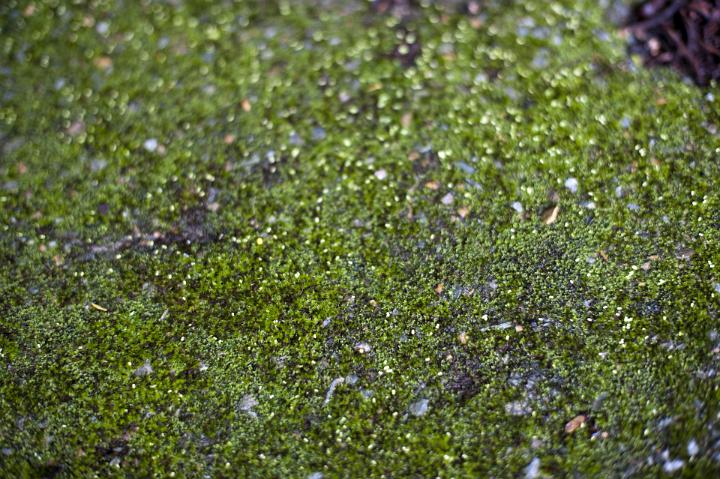 a chose up image of moss and lichens growing on a stone step