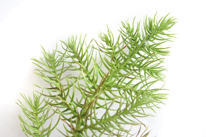 Fresh green needles of a Norfolk Island Pine tree over a white background conceptual of nature and Christmas