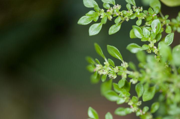 Nature Detail Close Up of Tiny Flowers Growing on Lush Green Plant with Copy Space to the Side