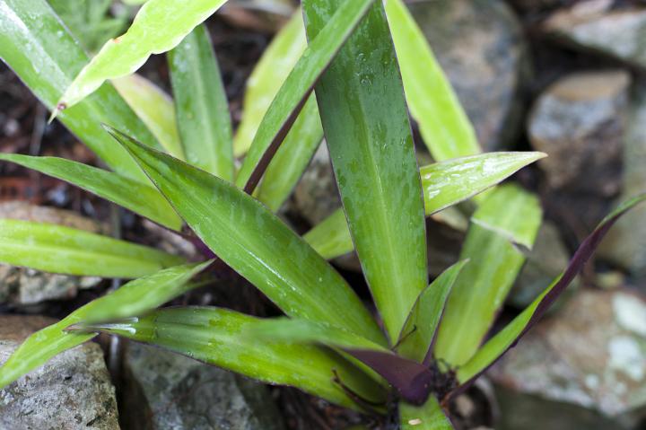 natural background of green plant leaves