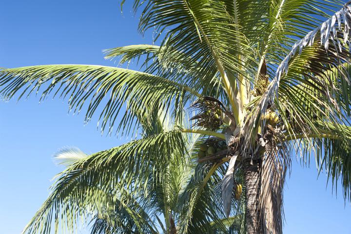 Crown of a coconut palm with its green fronds spreading out above ripening fruit against a clear sunny blue sky, symbolic of tropical summer vacations and travel