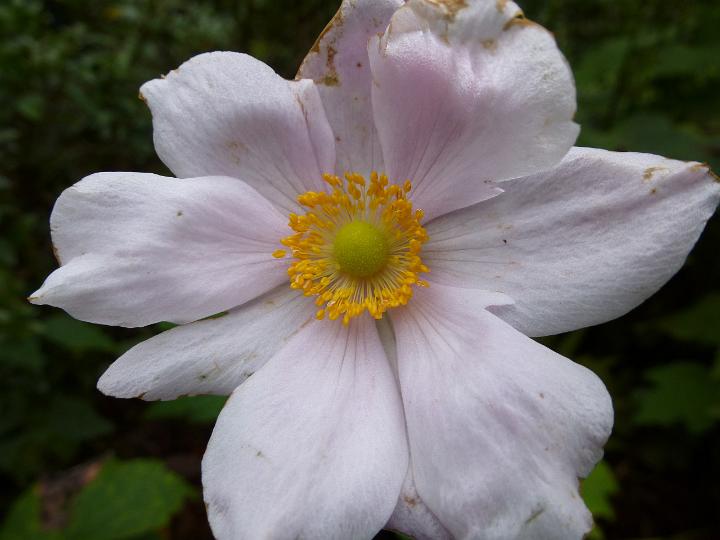 Nature Close Up of Delicate Pink Flower with Yellow Center and Damaged Petals