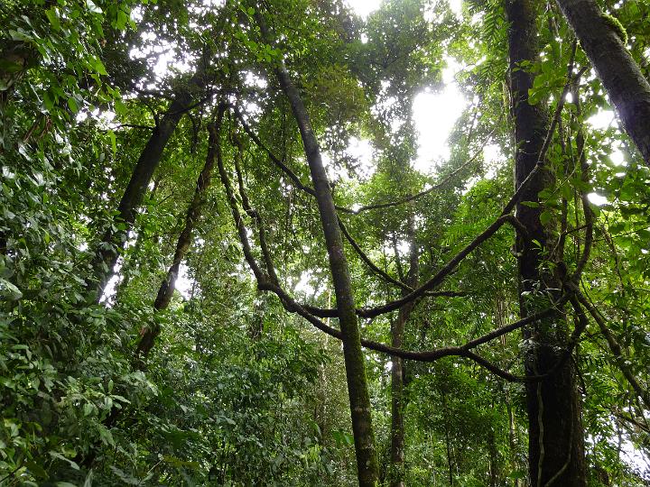 Environmental background looking up into the canopy of lush green rainforest trees with trailing vines