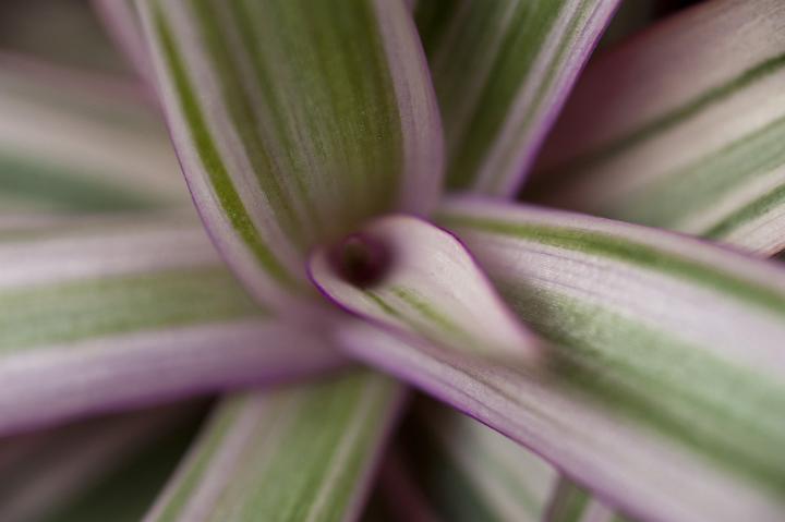 Pretty variegated striated green white and purple leaves of Rhoeo discolour, a houseplant and garden plant cultivated for its ornamental leaves