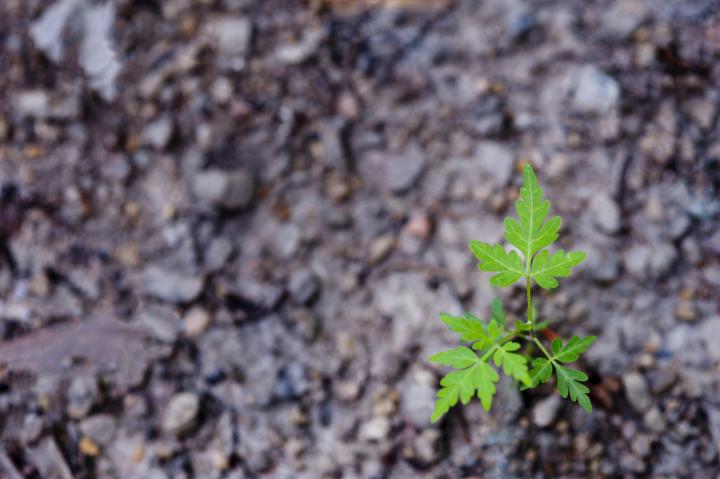 Green seedling sprouting in fertile soil symbolic of the spring season, overhead view with copyspace