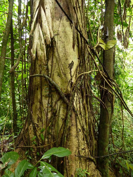 Close Up of Fig Tree Trunk Covered with Aerial Roots or Vines in Lush Forest