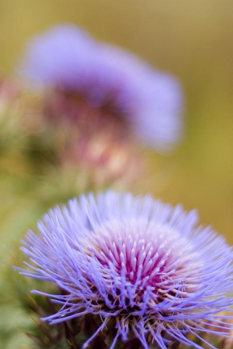 Close up of the fresh purple flower of the milk thistle considered an invasive weed and the symbol of Scotland