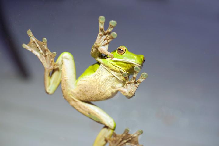 The underside of a green tree frog with sticky webbed feet clinging to a clear glass window.