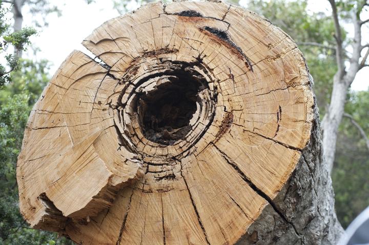 Cross section of an old dried tree trunk in woodland with cracked growth rings and rotting heart wood, close up view