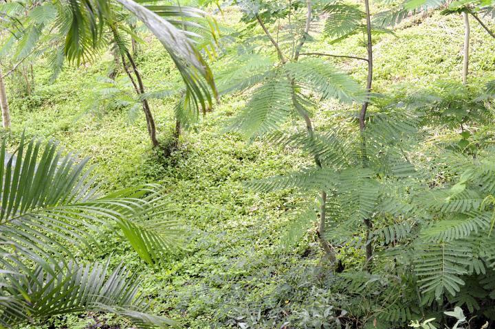 High Angle View of Tropical Scene with Young Palm Trees and Lush Green Ground Cover