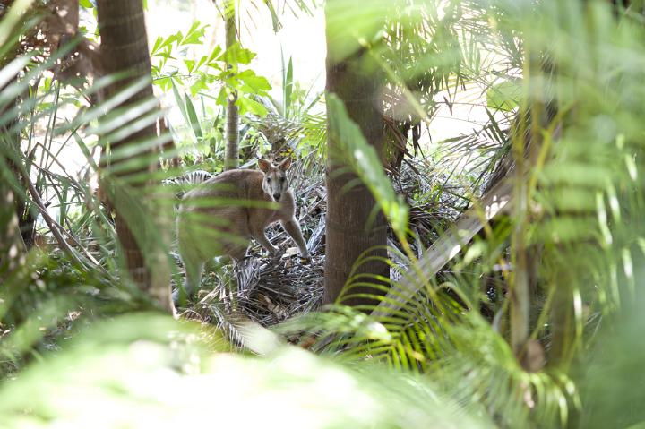 Wallaby hidden in forest vegetation peering alertly at the camera from between the trees